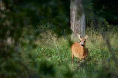 Genieten van de 10 mooiste foto’s met doorkijkjes
