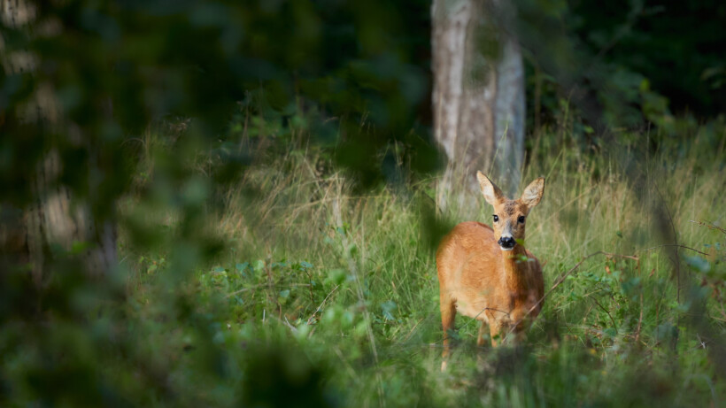Genieten van de 10 mooiste foto’s met doorkijkjes