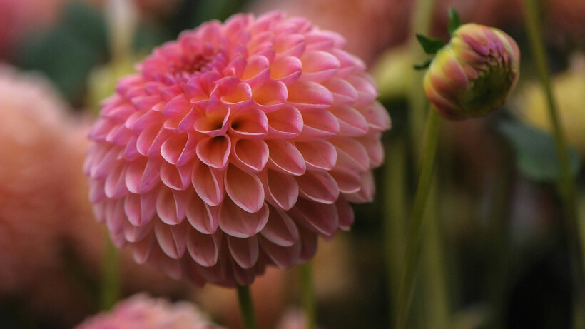 Dahlia knollen: alles over het poten en het verzorgen ervan