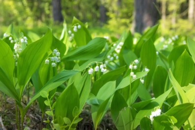 Het lelietje-van-dalen: twee hotspots