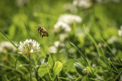 Wanneer grasmaaien: in mei even niet