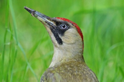 Groene specht mét superlange tong (video)