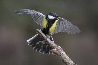 Verschil man-vrouw koolmees