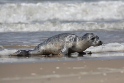 Eerste hulp bij zeehonden ja/nee?