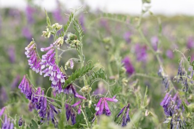 Zo maak jij zelf een bijentuin vol met wilde bloemen