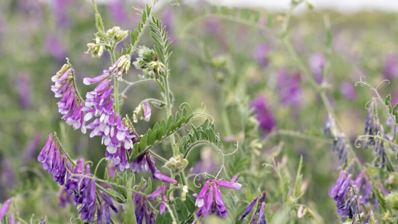 Zo maak jij zelf een bijentuin vol met wilde bloemen