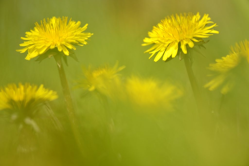 Niet grasmaaien: het levert fraaie en nuttige paardenbloemen op.
