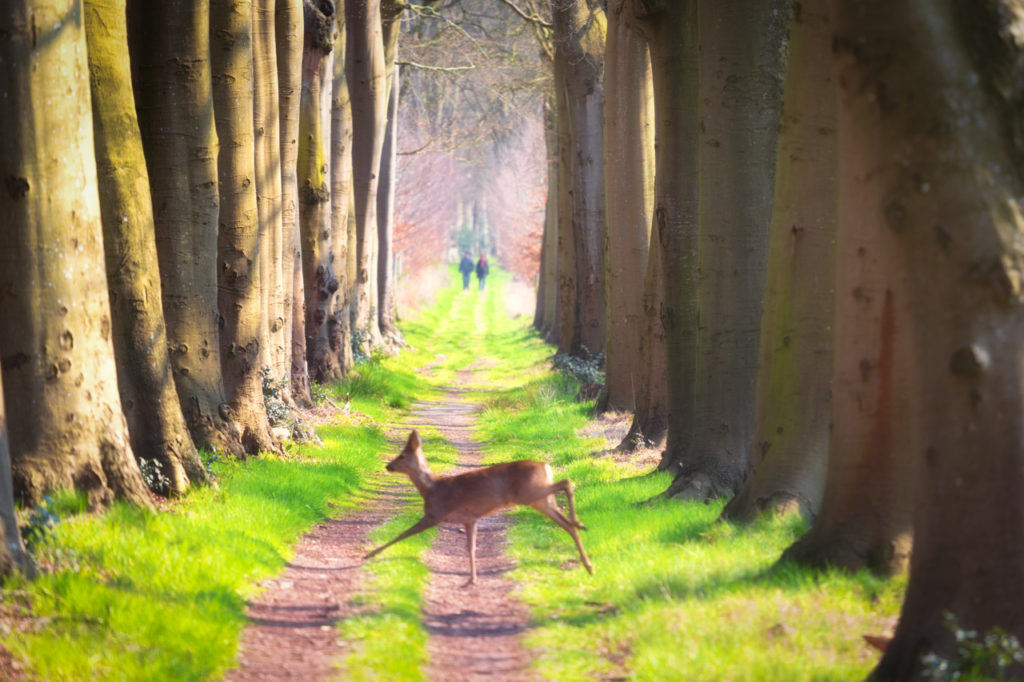 wandelaars en een ree in een boslaan