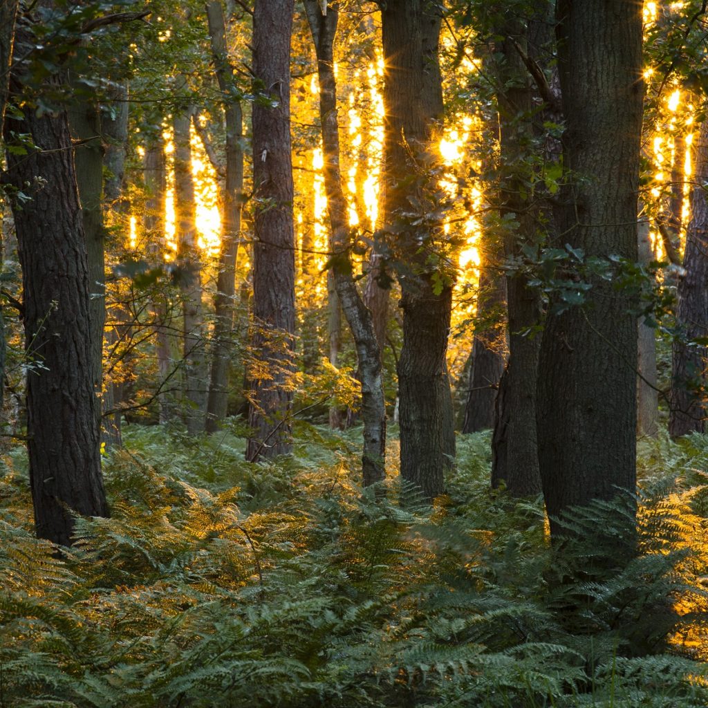 helende kracht van de natuur