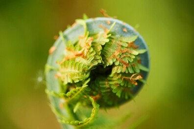 In de ban van varens: 5 bijzondere weetjes over varens