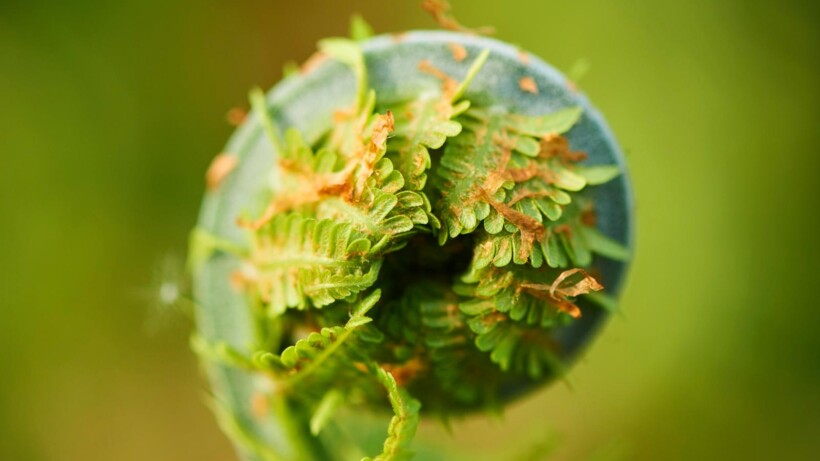 In de ban van varens: 5 bijzondere weetjes over varens