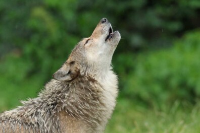 Natuurgeluiden: 5 wilde melodieën