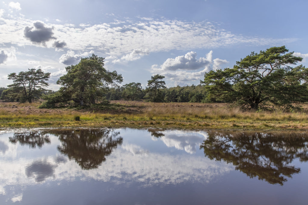 Veluwezoom ven op landgoed tongeren