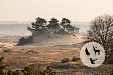 Wandelen Veluwe: de 9 mooiste natuurroutes
