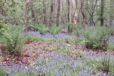 Sprookjesbos Wildrijk