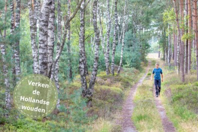 De mooiste boswandelingen van Nederland