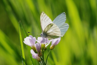 (Kool)witje herkennen: welk witje vliegt daar eigenlijk?