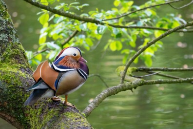 Mandarijneenden in Nederland (video)