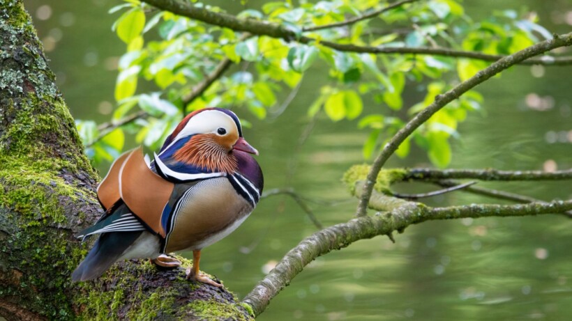 Mandarijneenden in Nederland (video)
