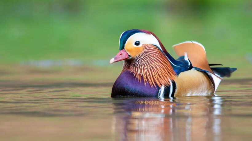 Mandarijneend: extravagante exoot