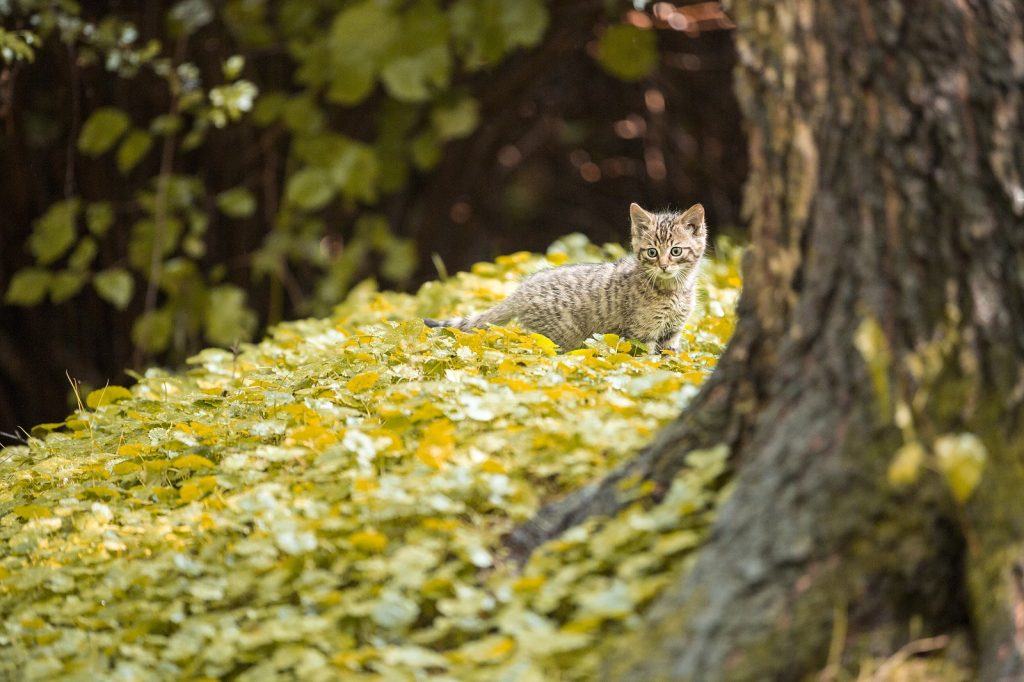wilde kat tijdens het wandelen Zuid-Limburg