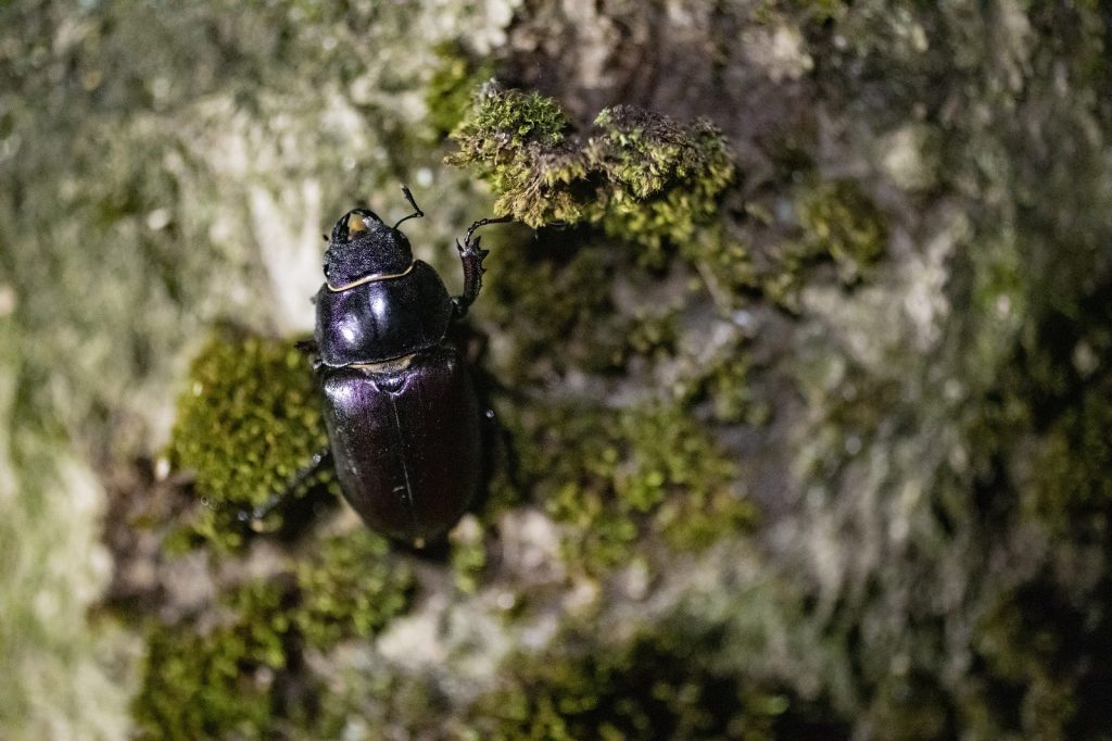 vliegend hert - vrouwtje