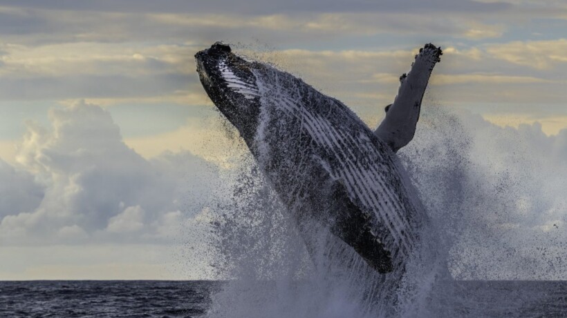 Bultrug in de Noordzee