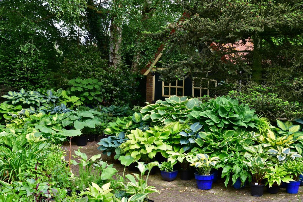 hosta schaduwplanten