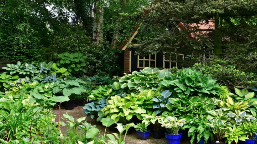 Verliefd op hosta’s: zo combineer je een hosta met schaduwplanten, en meer
