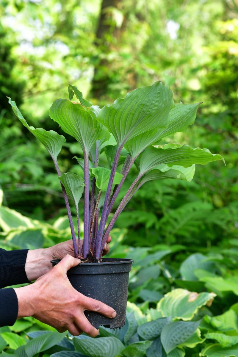 hosta schaduwplanten