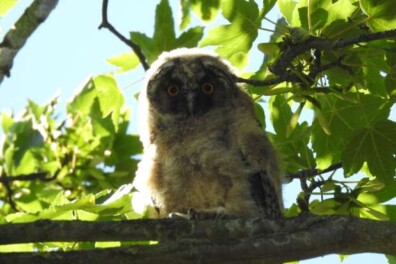 Piepende jonge ransuil