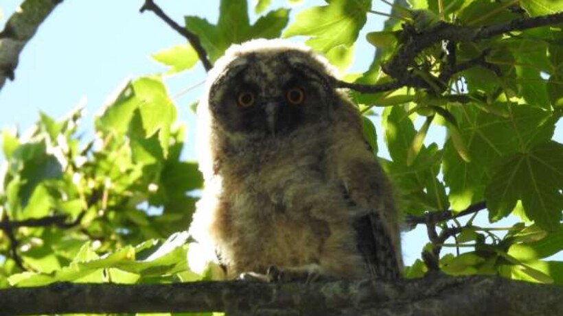 Piepende jonge ransuil