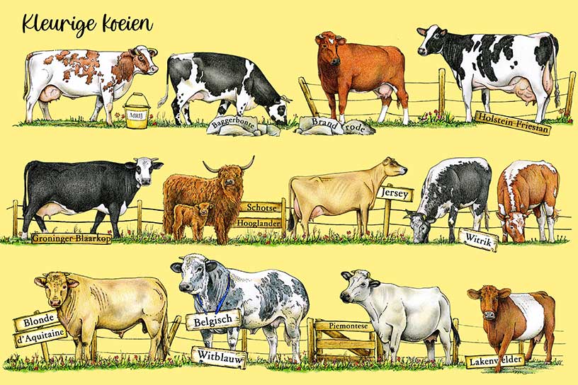 Koeienrassen op geïllustreerde poster.