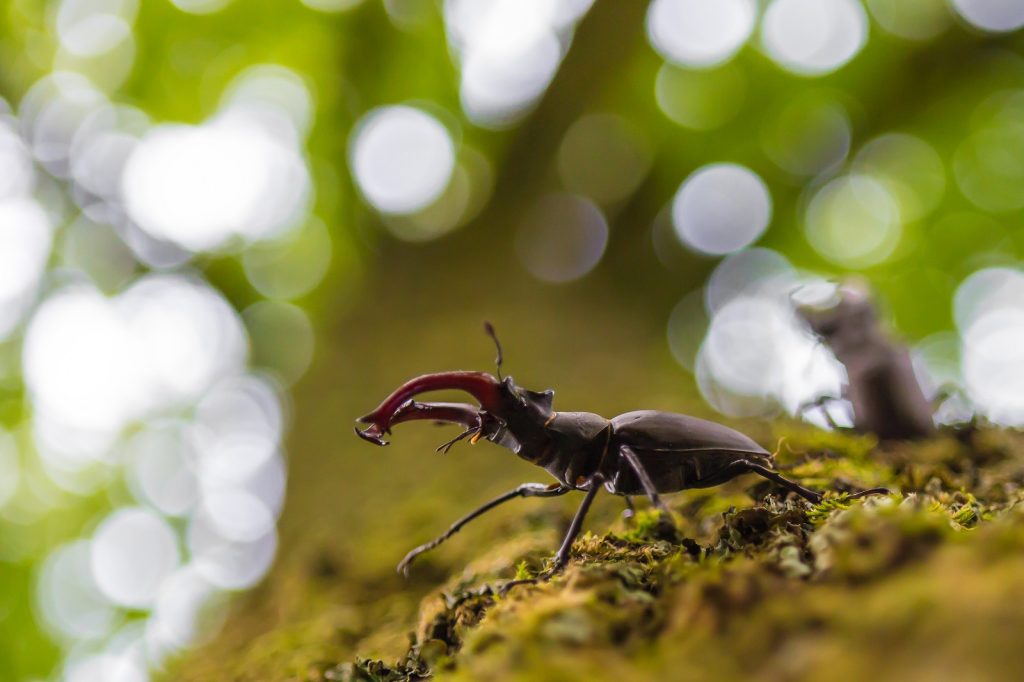 vliegend hert op boom