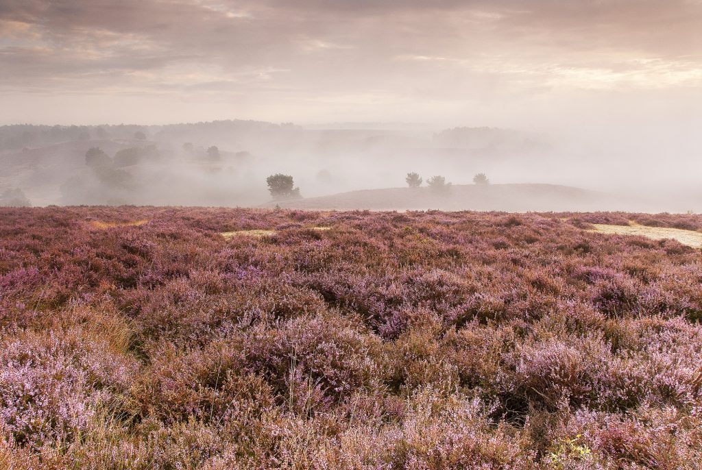 heideveld Veluwezoom