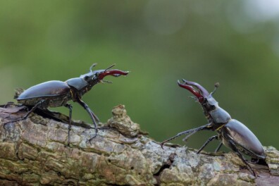 Vliegend hert: soldaten uit een oude wereld