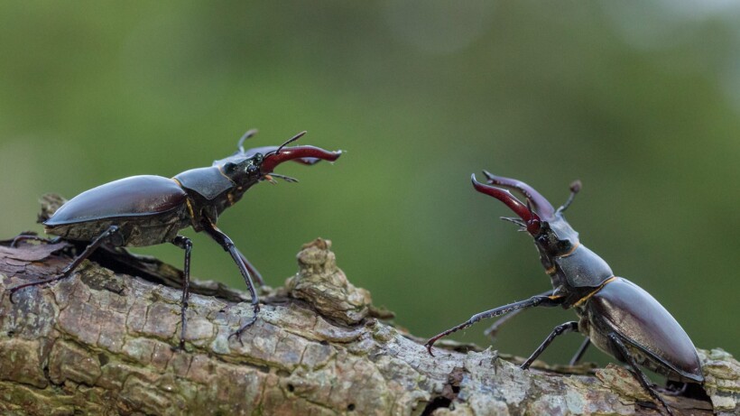 Vliegend hert: soldaten uit een oude wereld