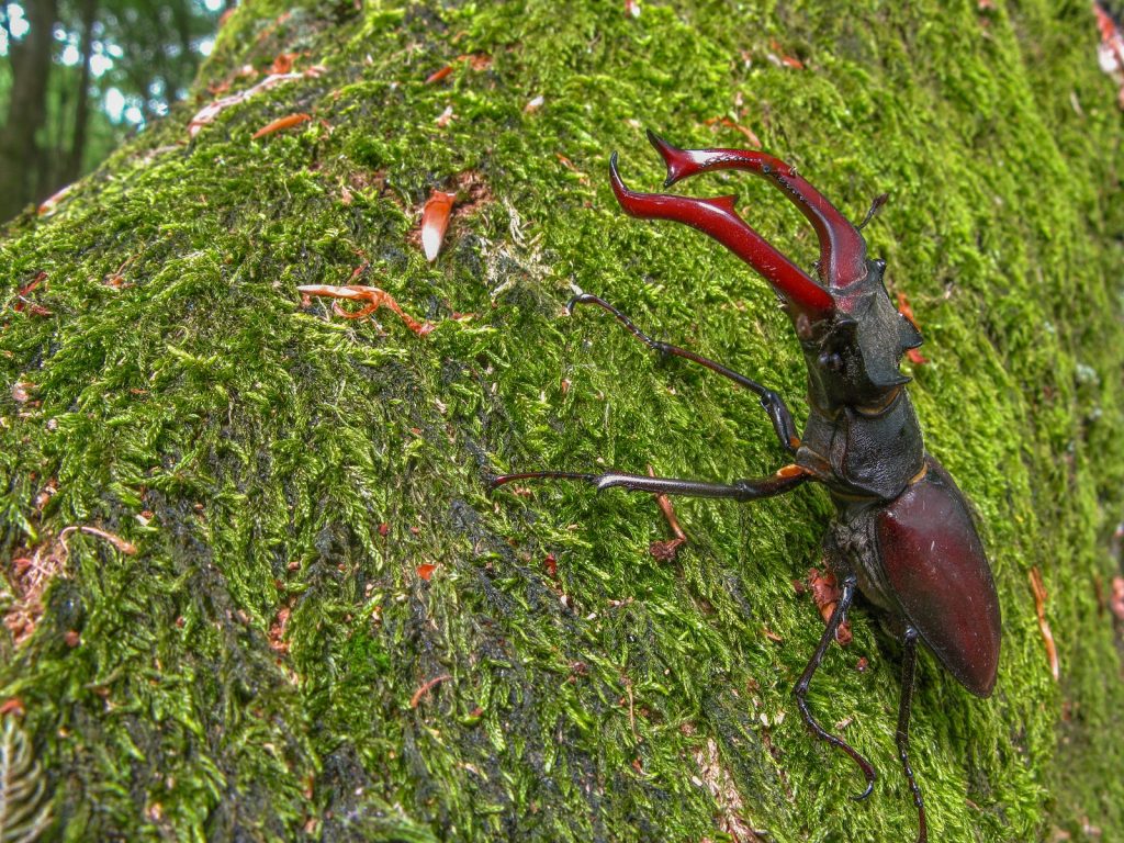 vliegend hert op boomstam