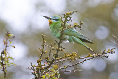 Groene bijeneter maakt vogelaars blij