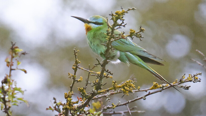 Groene bijeneter maakt vogelaars blij