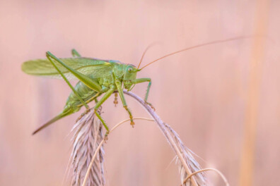 De grote groene sabelsprinkhaan: 2 hotspots
