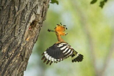 Hop broedt op de Veluwe