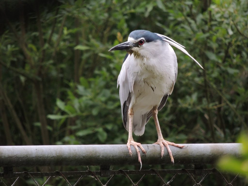 Zeldzame nachtreiger