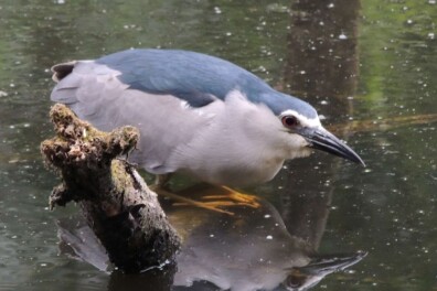 Zeldzame nachtreiger