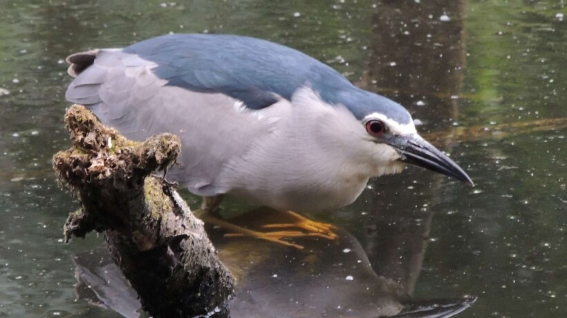 Zeldzame nachtreiger