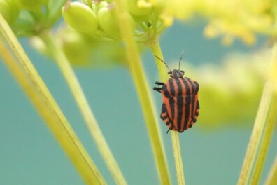 Opvallende verschijning: de pyjamawants