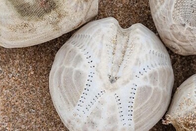 Een kust vol (skeletten van) zee-egels