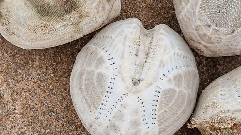 Een kust vol (skeletten van) zee-egels