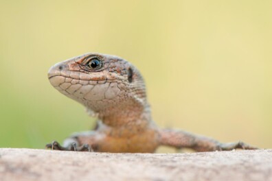 De levendbarende hagedis: omgekeerde evolutie