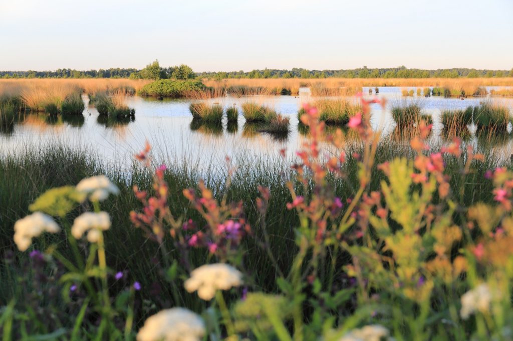 Fochteloërveen in de ochtend